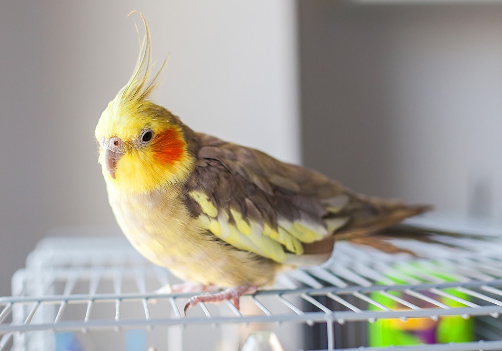 cockatiel