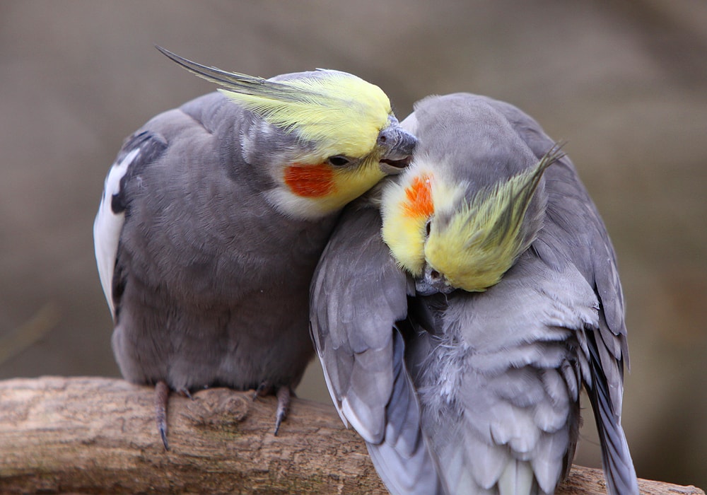 two cockatiels