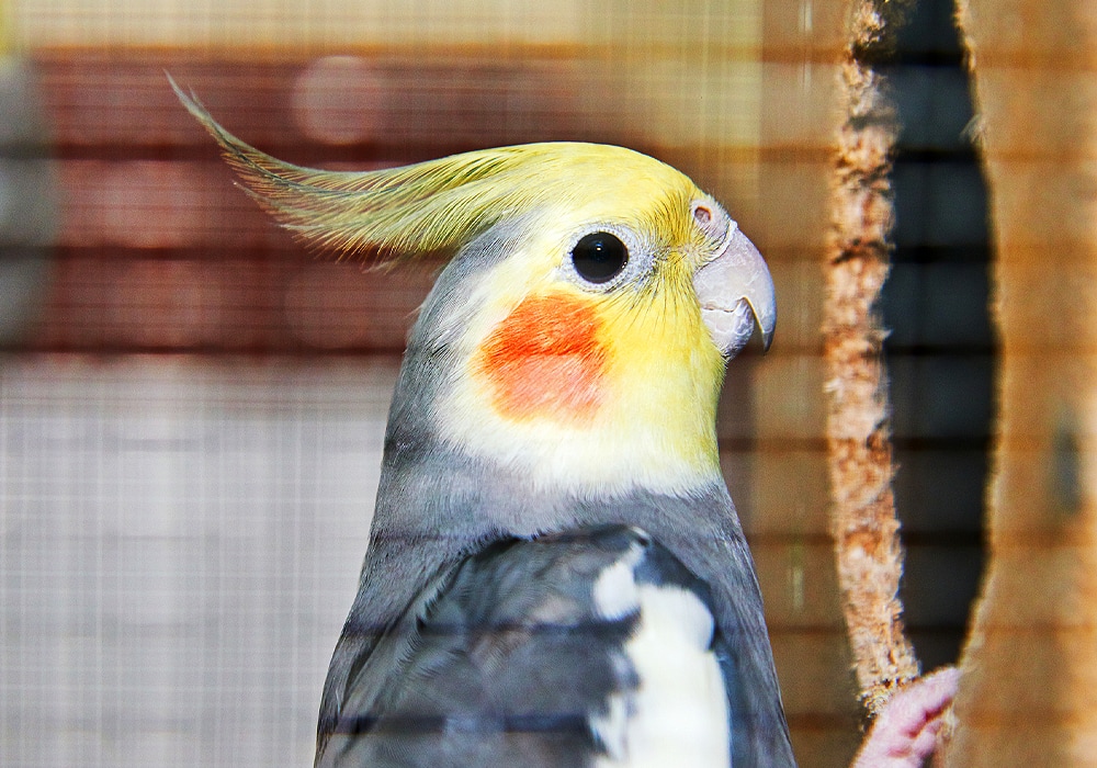 cockatiel