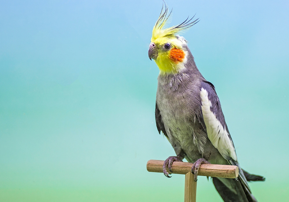 blue cockatiels