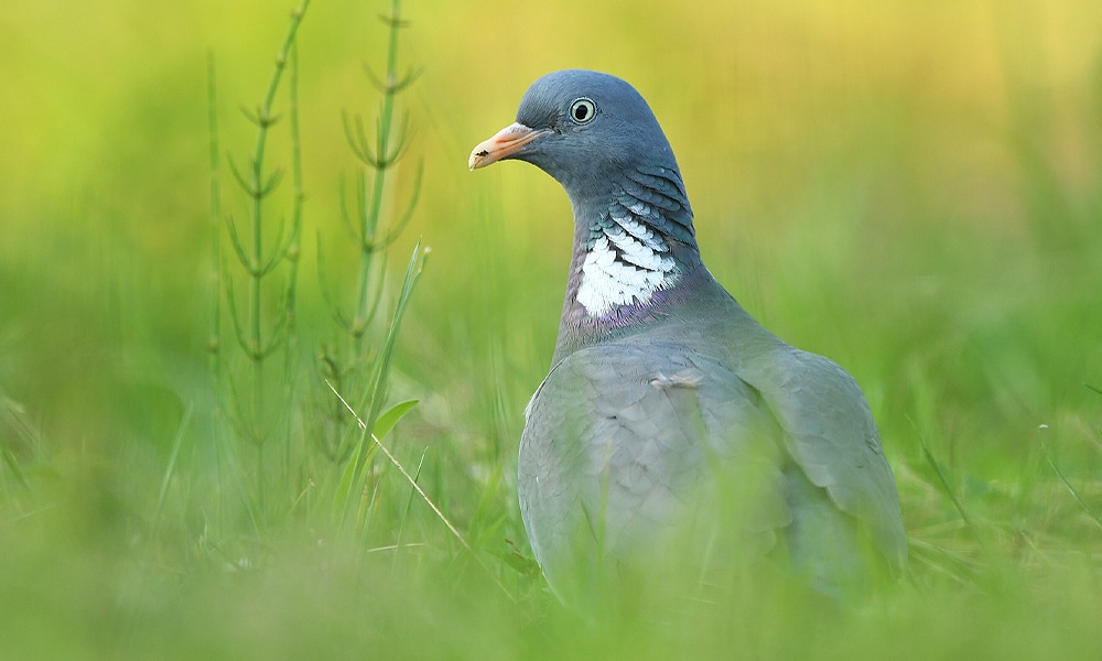 dove