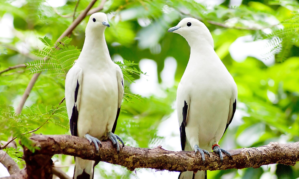 two doves