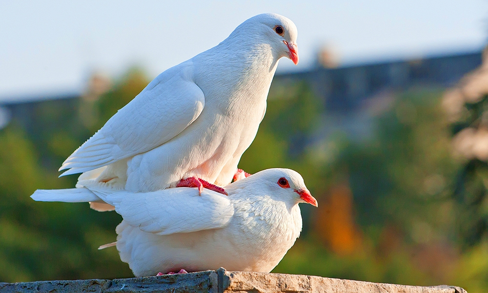 Dove Symbolism & Meaning (+Totem, Spirit & Omens) - World Birds