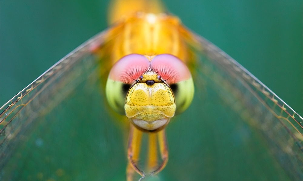 dragonfly