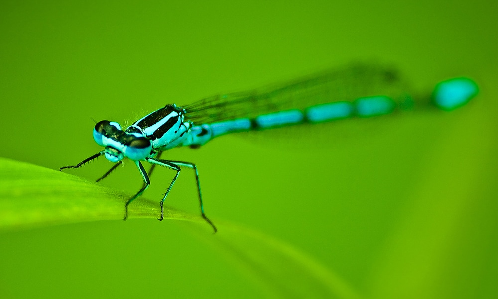 dragonfly