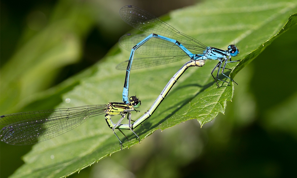 dragonfly