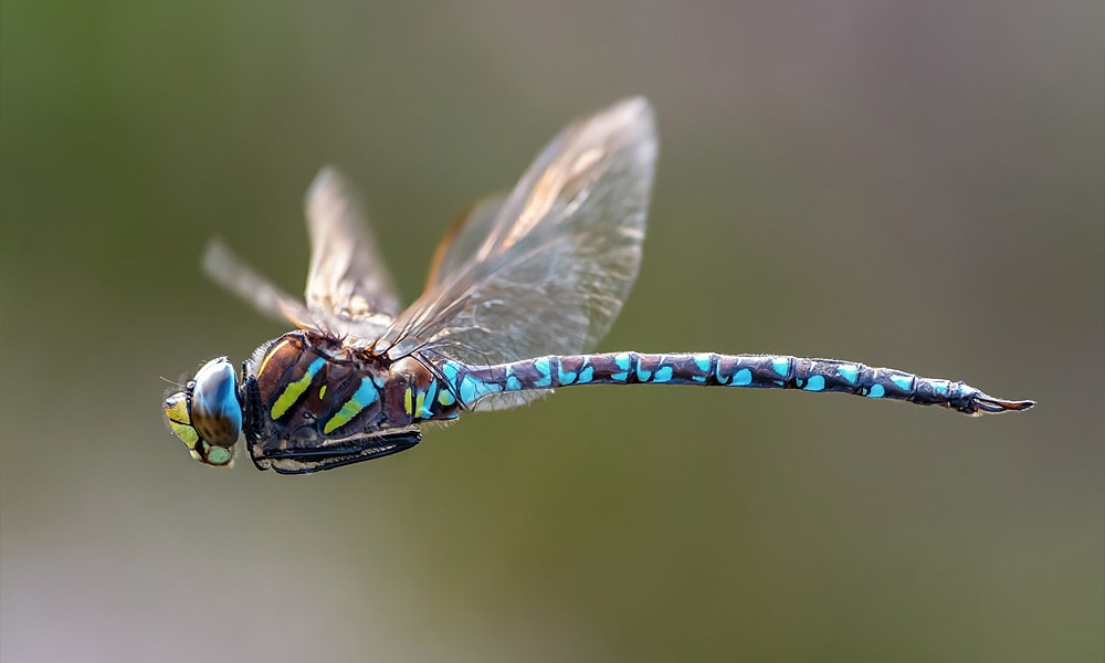 Dragonfly Symbolism & Meaning (+Totem, Spirit & Omens) - World Birds