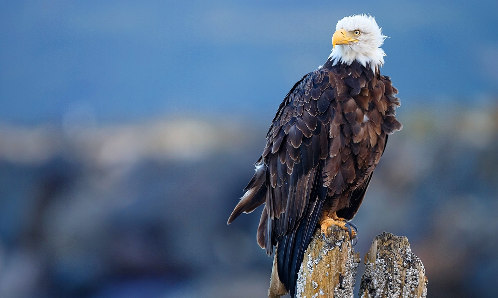 ▷ Simbolismo y significado del águila (+tótem, espíritu y presagios) |  Aves10® 2022