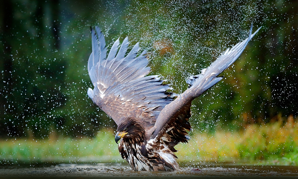 Top 88+ imagen que significa el aguila en la espiritualidad - Abzlocal.mx