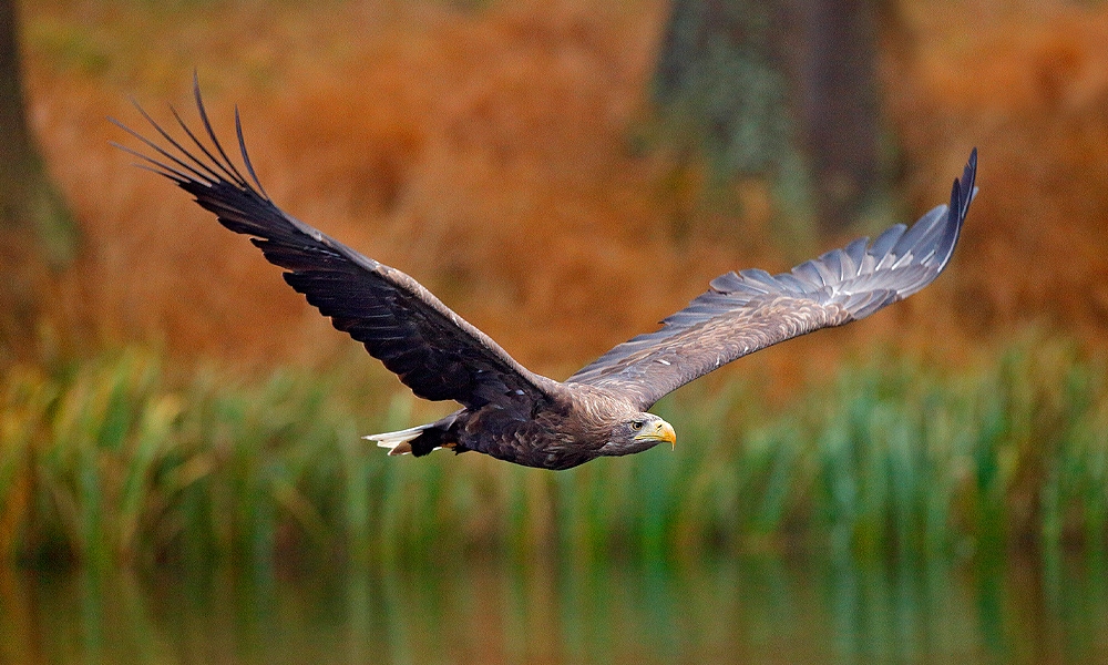 ▷ Simbolismo y significado del águila (+tótem, espíritu y presagios) |  Aves10® 2022