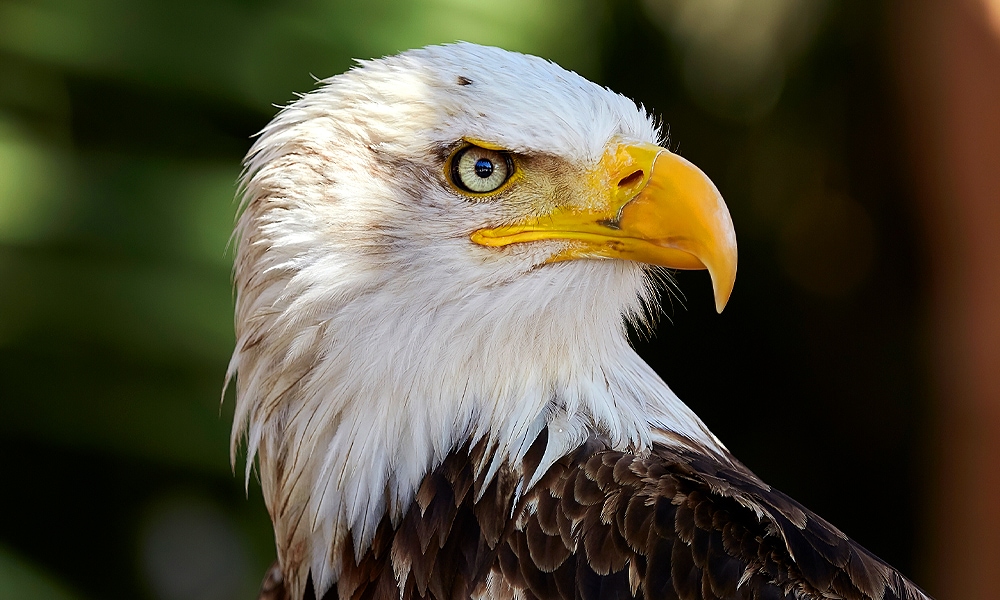 What Does An Eagle Symbolize? Unraveling The Meaning Behind This ...