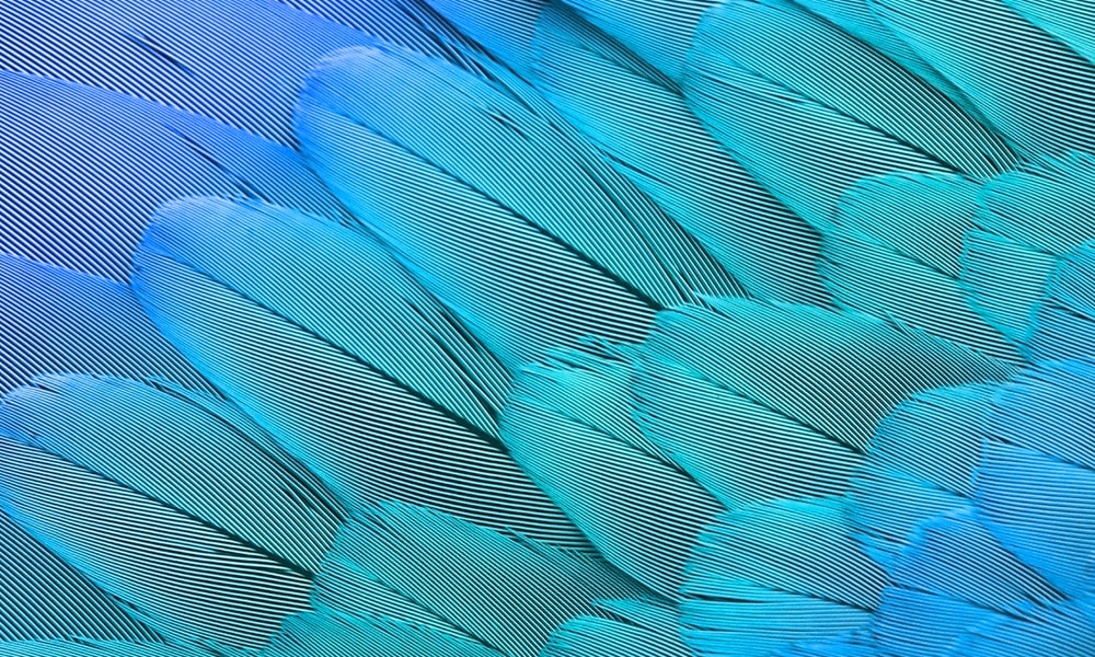 feather