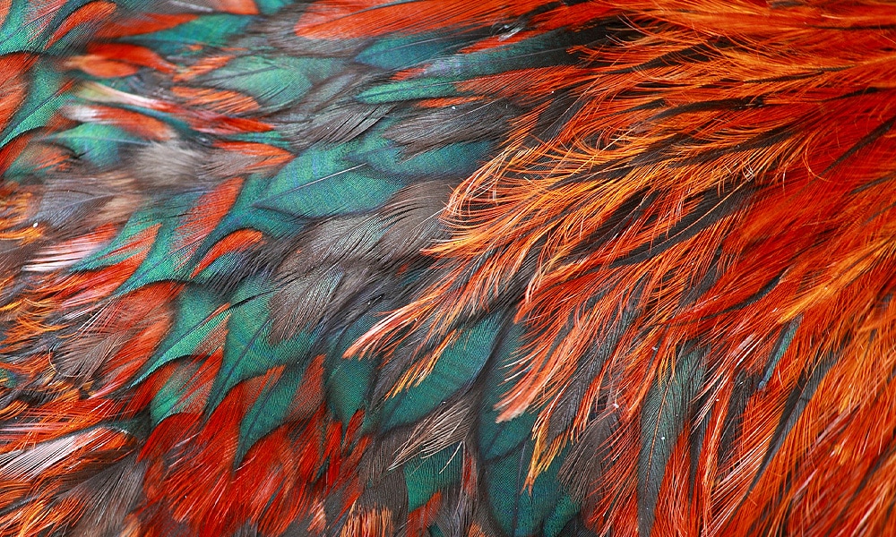 feather