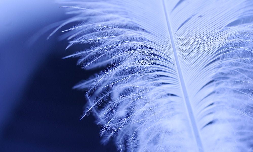 feather