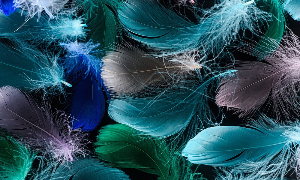 What Do Feathers Symbolize Spiritually By Color, Shape + Origin?