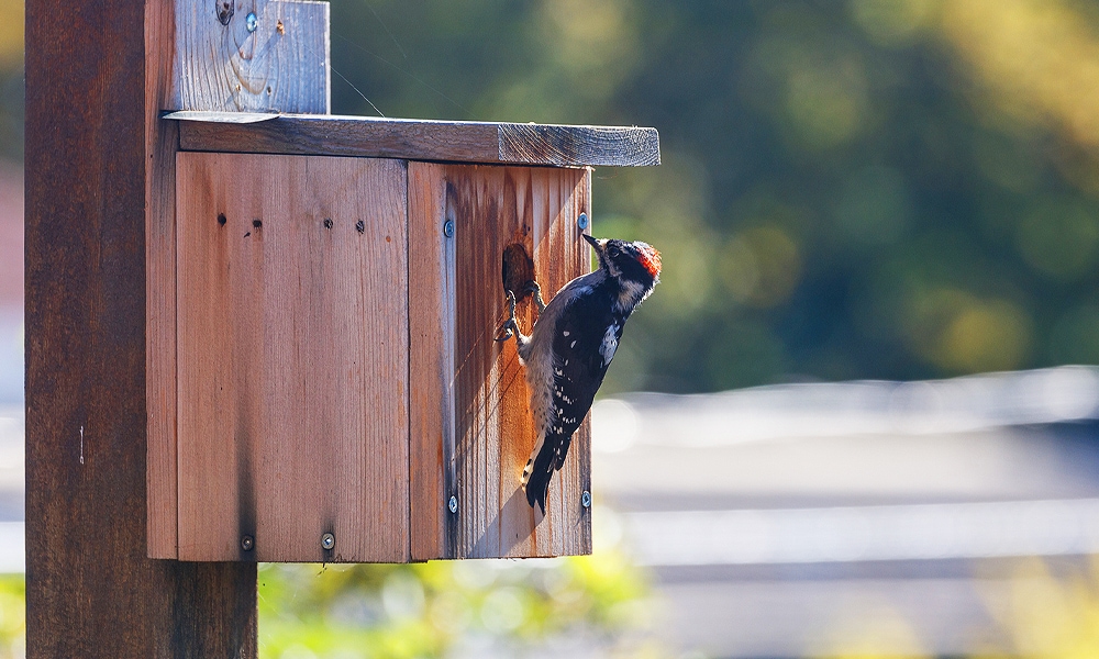 woodpecker