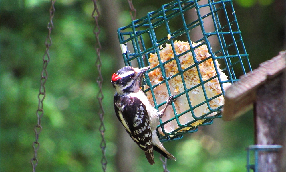 woodpecker