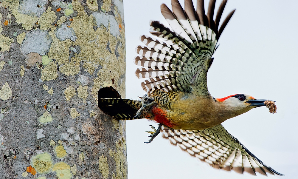 BirdBusters Woodpecker Distress cd Scare Away problem Woodpeckers 