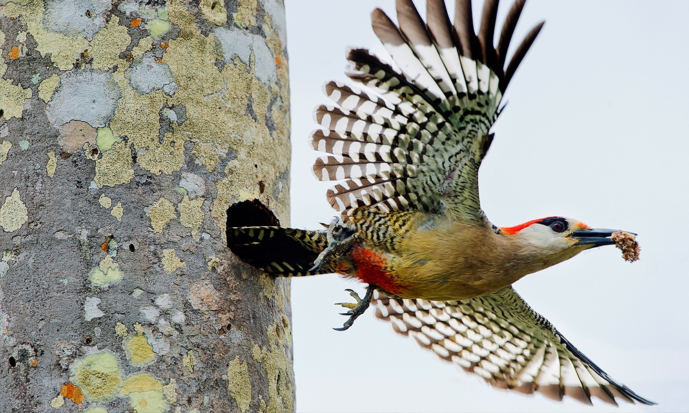 woodpecker