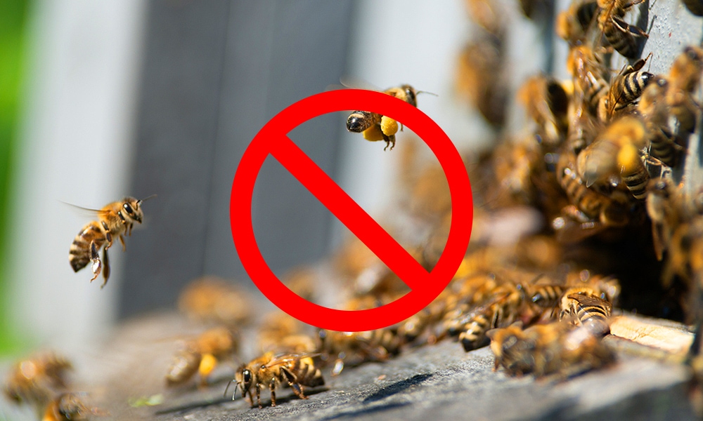 4 Effective Ways on How to Get Rid of Bees Naturally