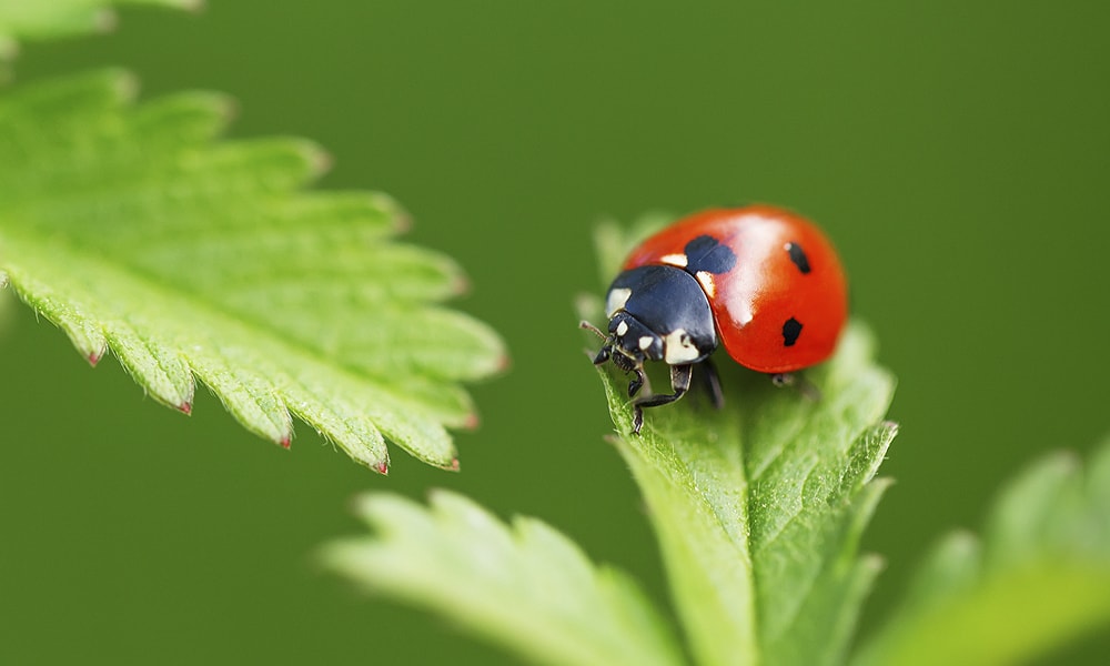 ladybug