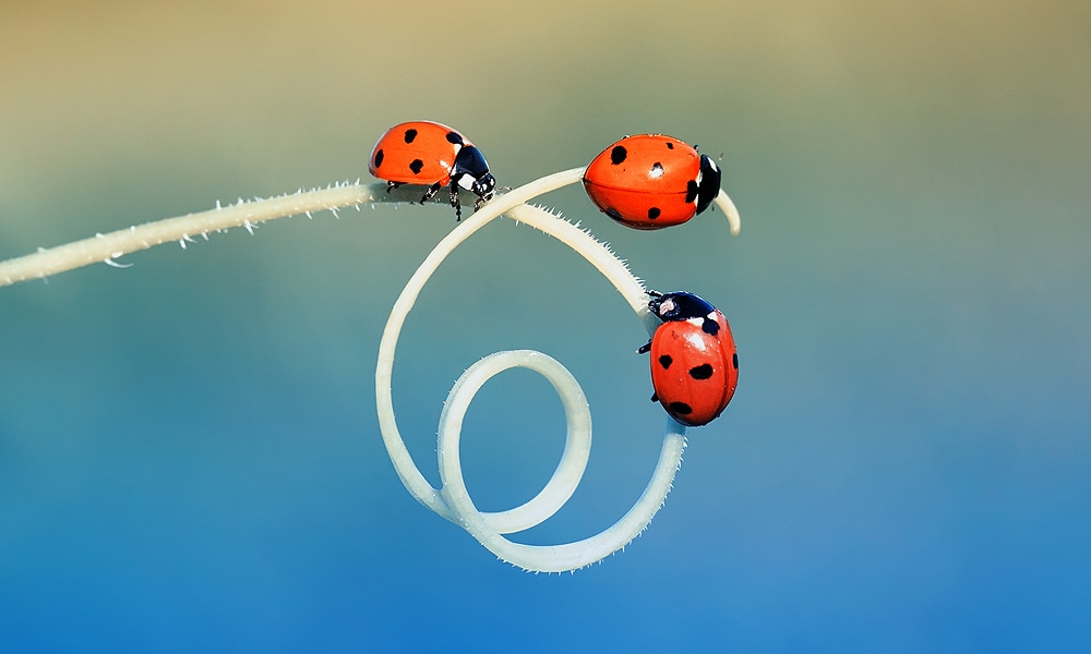 Ladybug Symbolism & Meaning (Totem, Spirit & Omens)