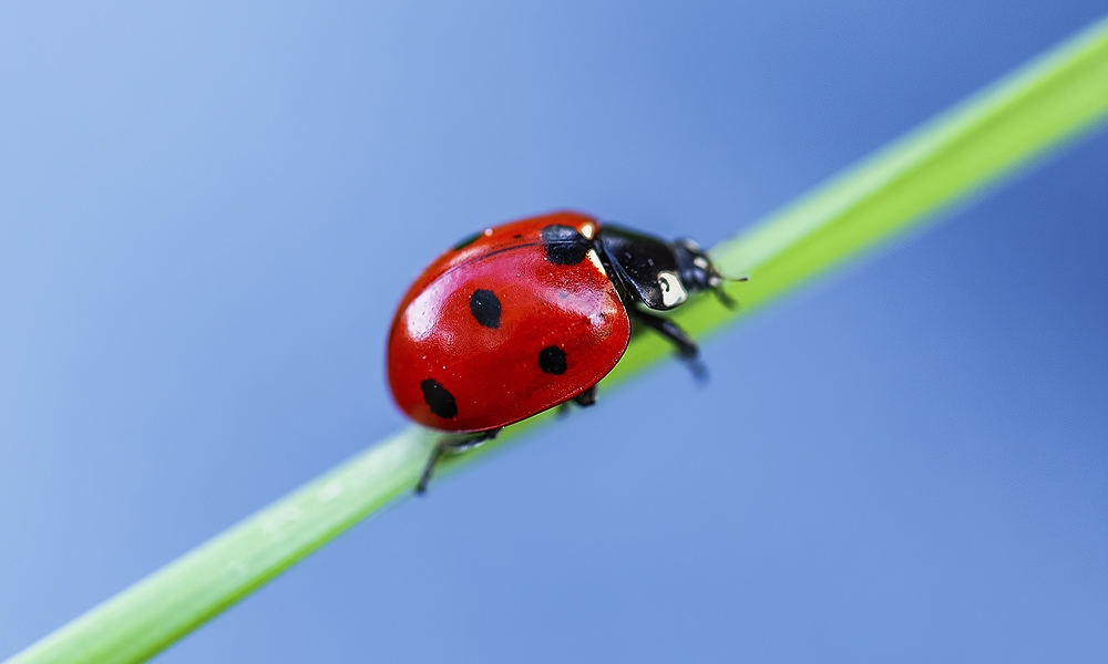 Myths and legends of ladybugs