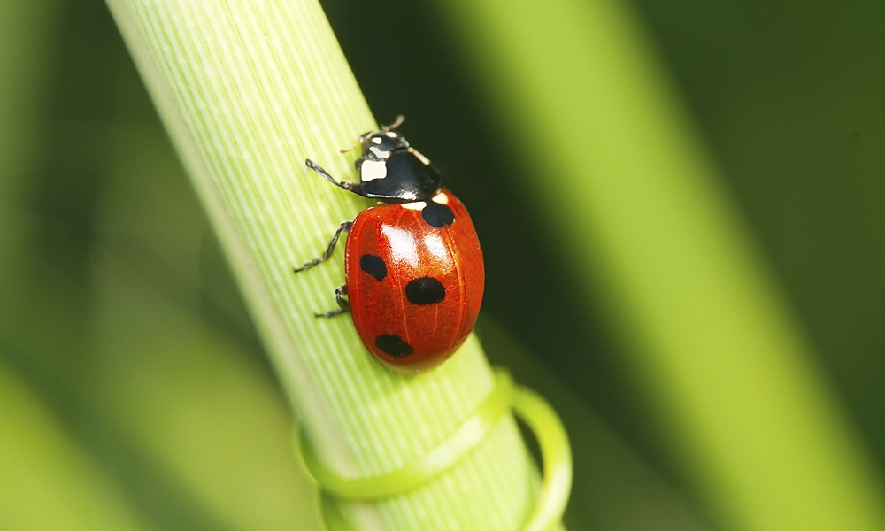 ladybug