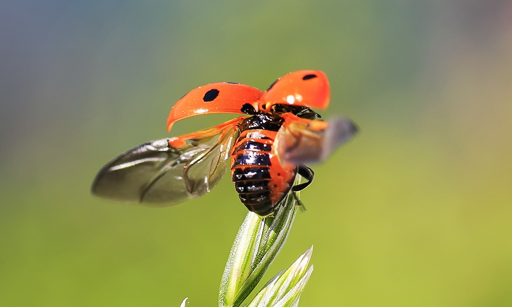 ladybug