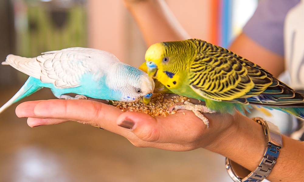 two parakeets