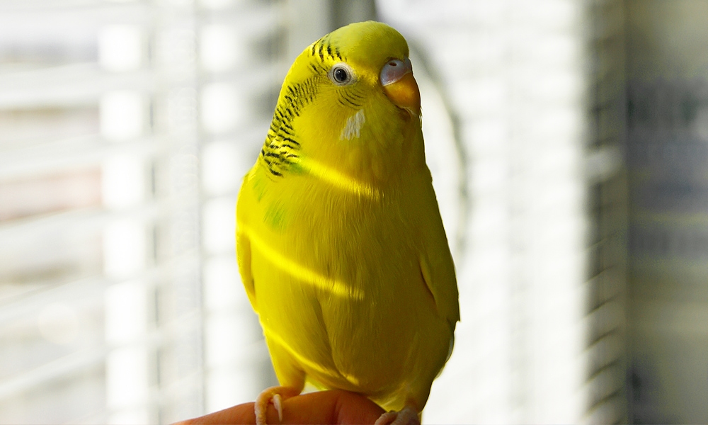 parakeet