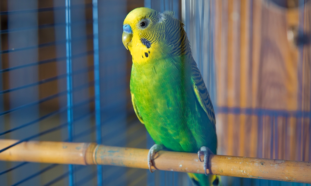 parakeet