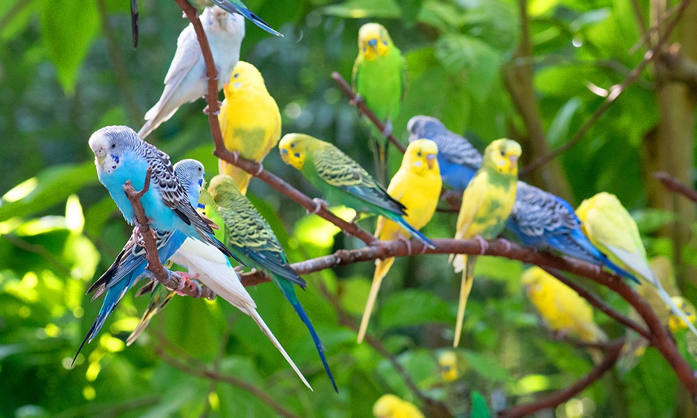 parakeets