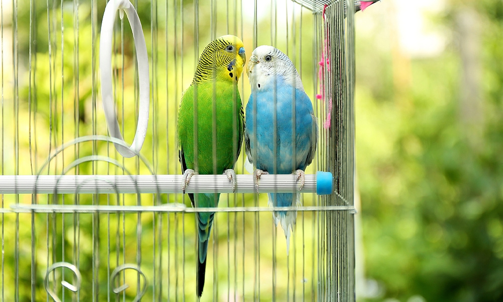 two parakeets