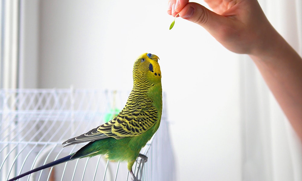 parakeet