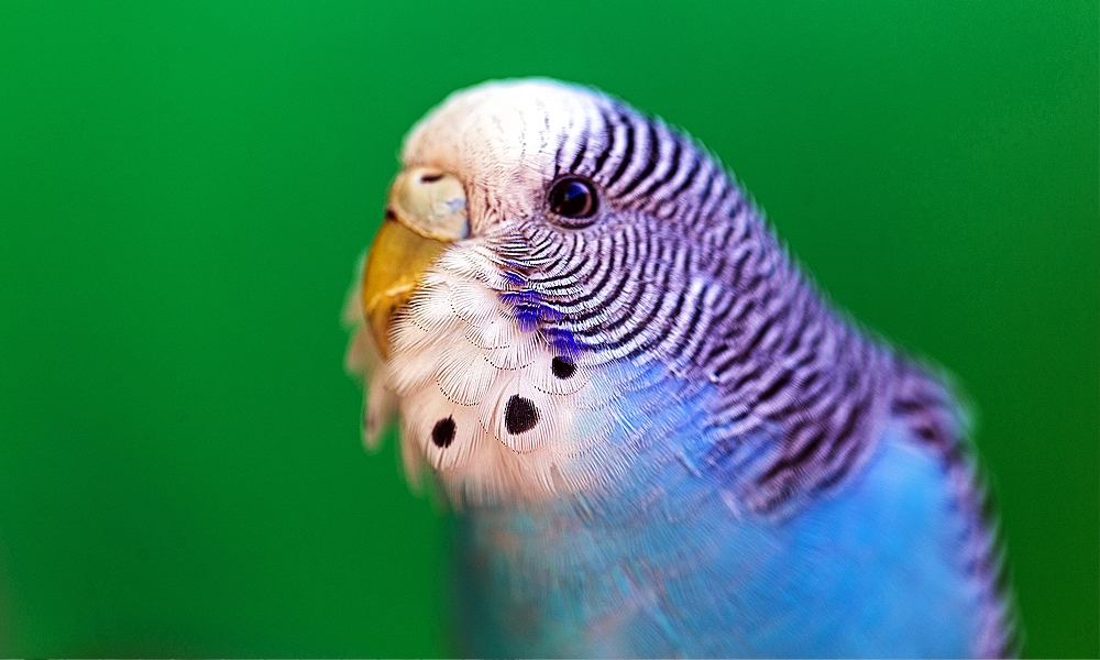 parakeet