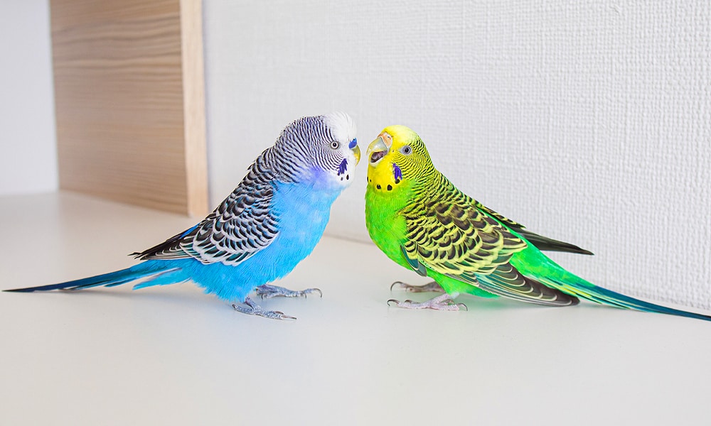 two parakeets