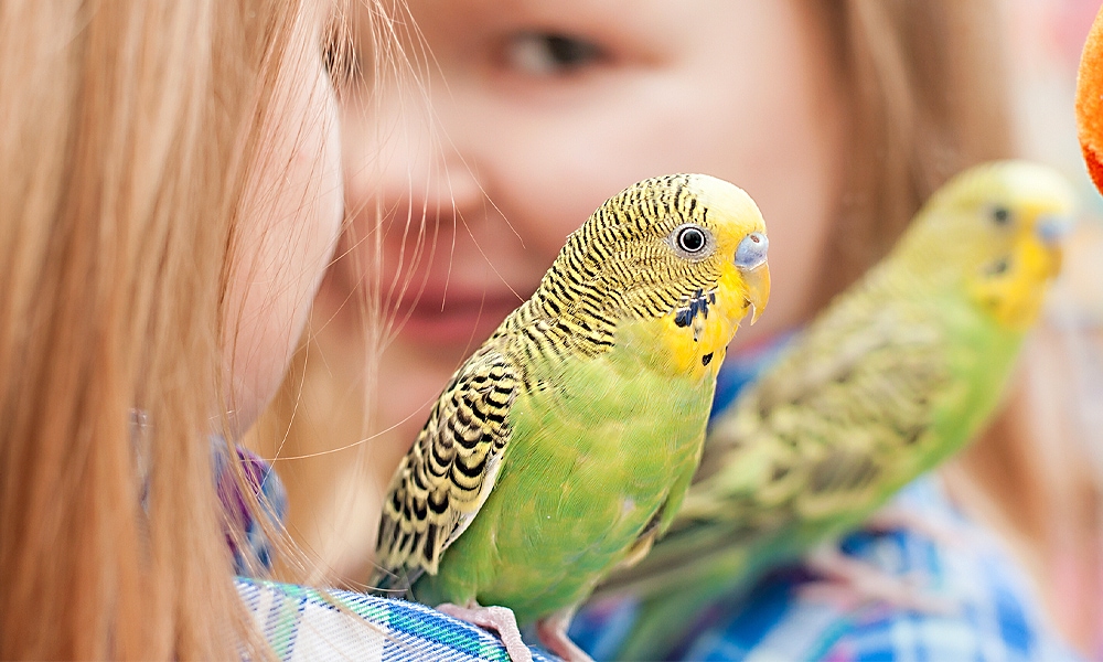 two parakeets