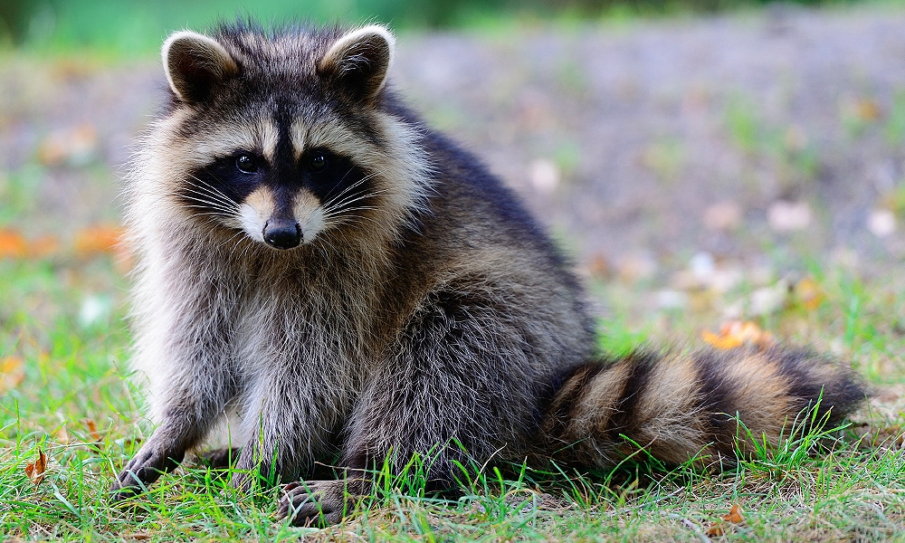 raccoon