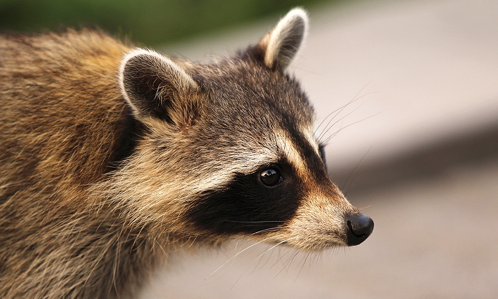 raccoon