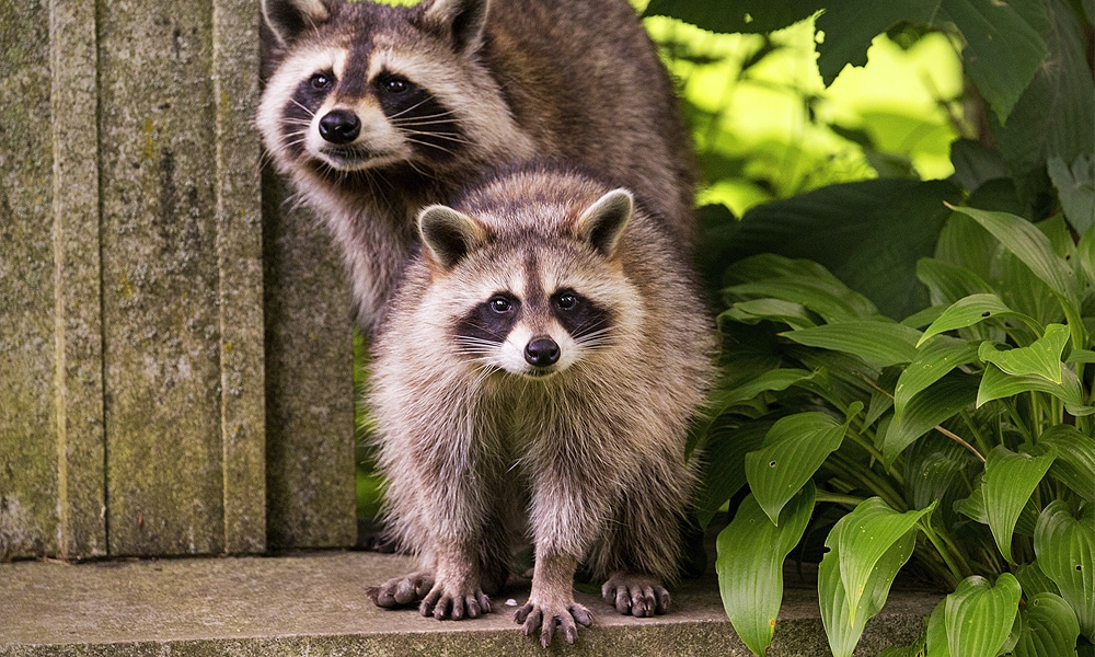 Raccoon Symbolism & Which means (+Totem, Spirit & Omens)