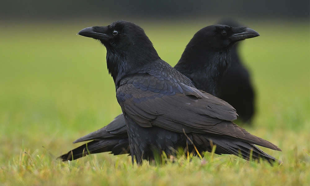 two ravens