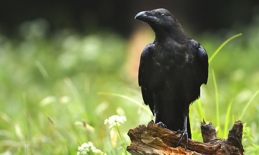 Raven Symbolism & Meaning (+Totem, Spirit & Omens) - World Birds