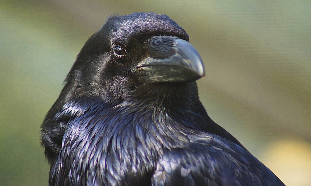 What a raven's ear looks like : r/Damnthatsinteresting