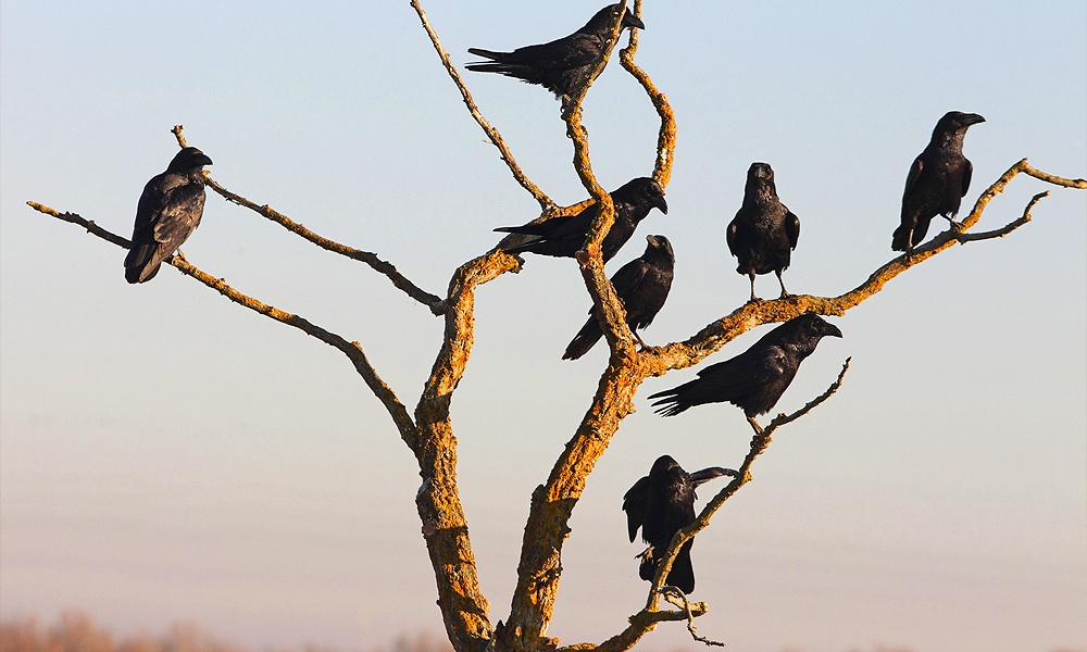 ravens roosting