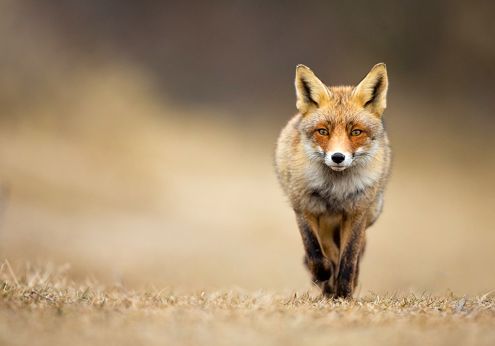 fox