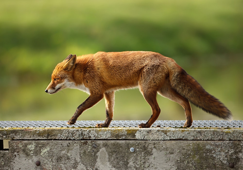 THE SACRED TRICKSTER- TOTEM ANIMAL THE FOX