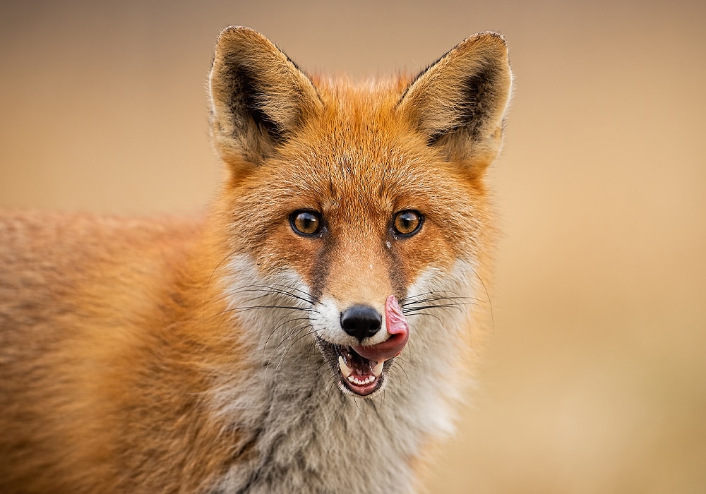 spiritual meaning of red fox - CHURCHGISTS.COM