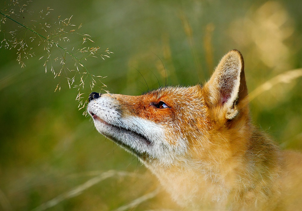 fox