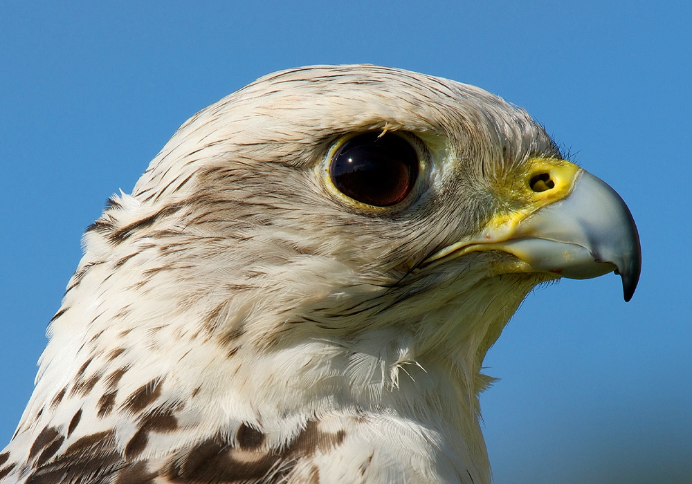 falcon portrait